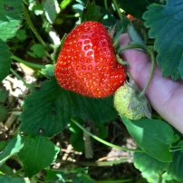 strawberry on stem